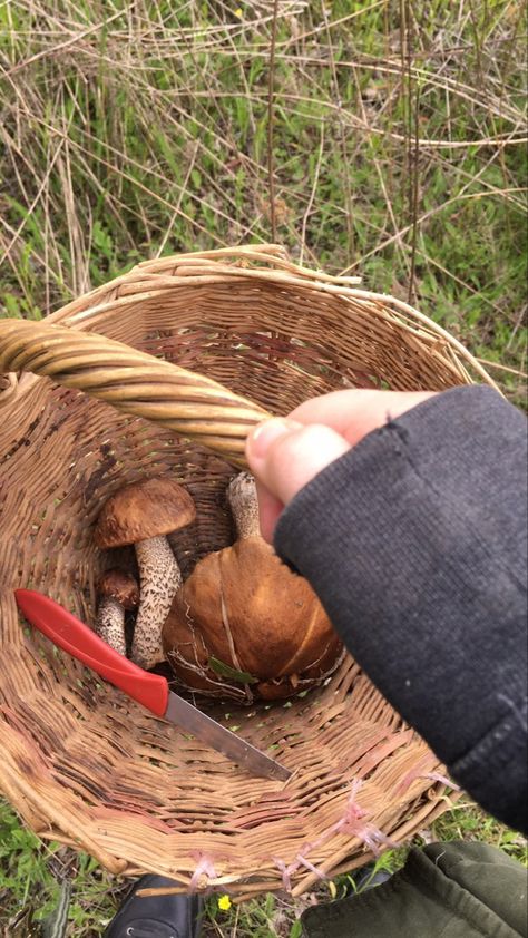 Mushrooms Aesthetic, Picking Mushrooms, Mushroom Picking, Dream Place, My Pictures, Straw, Stuffed Mushrooms, Canning, Collage