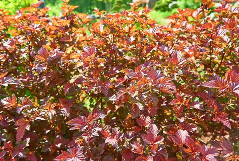 How to Grow and Care for Amber Jubilee Ninebark Ninebark Shrub, Clean Garden Tools, Physocarpus Opulifolius, Drought Tolerant Shrubs, June Flower, Potato Vines, Small Shrubs, Plant Box, Planting Shrubs