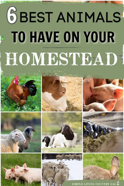 Best Animals For Homestead, Farm Animals For Beginners, Animals For Homesteading, Homestead Animals For Beginners, Starting A Ranch, How To Start A Homestead, How To Start A Farm, Farm Animal Ideas, Agriculture Tips