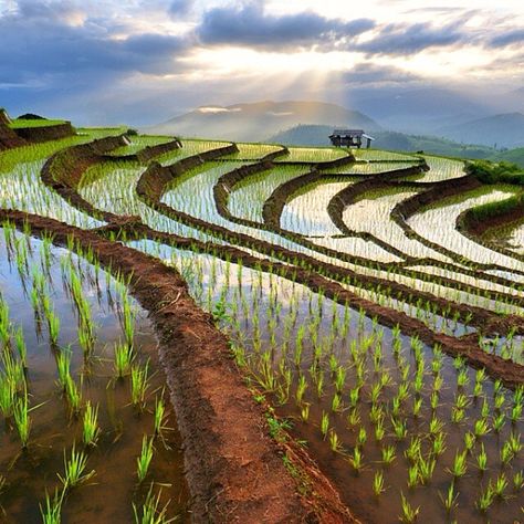 Wonderful place to take a walk! Tag who needs to have a walk here? Our friends @vibenasintonia bringing us incredible photos! Photo by © Wanasapong Jaiinpol - Chiang Mai rice terraces in Thailand *** Please follow @vibenasintonia for more amazing captures! *** #rice #fields #clouds #sky #water #travel #nature #naturelovers #natureaddicts Thailand Tips, Thailand Photography, Vietnam Voyage, Rice Field, Rice Fields, Rice Terraces, Northern Thailand, Foto Art, Palawan