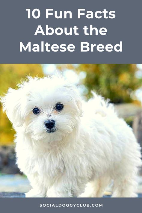 maltese dog Maltese Dog For Sale, Personality List, Maltese Breed, Baby Haircut, 10 Fun Facts, Some Interesting Facts, Maltese Dog, Dog Info, Maltese Puppy