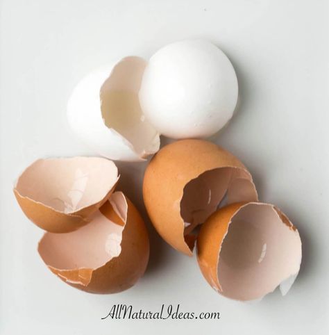 Recycling egg shells Eggshell Biomaterial, Egg Shell Recycle, How To Tell How Old Eggs Are, Egg Shell Calcium Powder, How To Clean Farm Fresh Eggs, Growing Organic Vegetables, Eating Eggs, Table Centerpiece Decorations, Recycled Garden