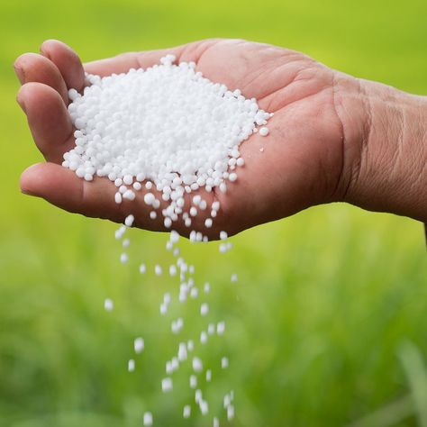 Beware Of Urea In Your Skin Products - Sole Toscana Sensitive Plant, Crop Production, Citrus Trees, Outdoor Flowers, Green Lawn, Garden Fertilizer, Plant Needs, Plant Food, Trees And Shrubs