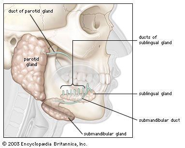 parotid glands Digestive System For Kids, Digestive System Diagram, Digestive System Anatomy, Neck Anatomy, Salivary Glands, Dental Assistant Study, Parotid Gland, Human Digestive System, Foot Reflexology Massage