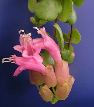 Aeschynanthus Thai Pink, Gardening Inside, Baskets Ideas, Lipstick Plant, Amazing Plants, Garden Of Earthly Delights, Unusual Plants, Garden Features, African Violets