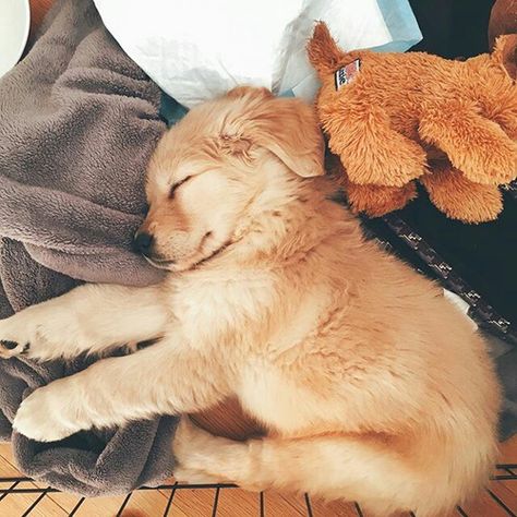 Cute Dog Sleep - Imgur Cute Puppy Photos, Cute Doggos, Ideas For Dogs, Dog Sleeping, Dogs Lover, Cute Pups, Really Cute Dogs, Cute Little Puppies