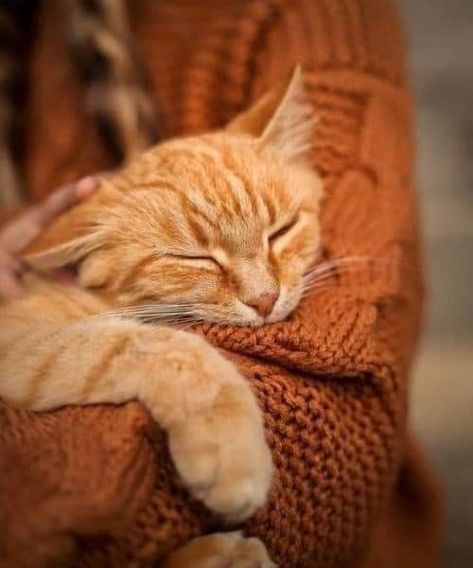 Folk Catholicism, Autumn Animals, Fall Wallpapers, Orange Cats, Animals Funny, Autumn Colours, Ginger Cats, Cat Aesthetic, Fall Aesthetic