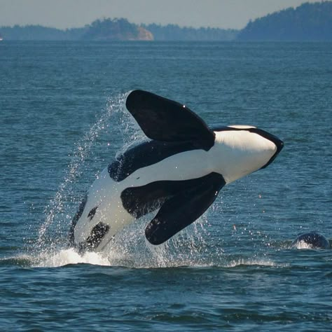 Killer Whale Aesthetic, Whale Aesthetic, Orca Art, Whale Pictures, Orcinus Orca, Sea Mammal, Beautiful Sea Creatures, Orca Whales, Hot Lingerie