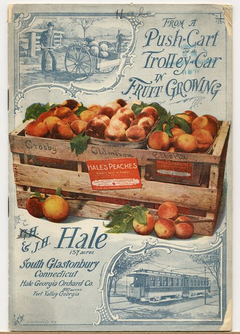 J.H.Hale Fruit Catalogs, 1897 Vintage Typography Design, Vintage Seed Packets, Etiquette Vintage, Vintage Gardening, Seed Catalogs, Decoupage Vintage, Images Vintage, Vintage Diy, Vintage Typography