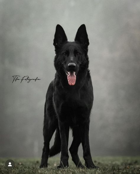 Black Gsd, German Shepherd Photography, Black German Shepherd Puppies, Dog Reference, Black Wolves, Black Shepherd, Black German Shepherd Dog, German Sheperd Dogs, Norwegian Elkhound