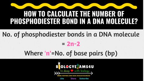 Simple Formula to Calculate the number of phosphodiester bond in a DNA molecule Phosphodiester Bond, Dna Molecule, Biology Notes, Exam Preparation, Calculator, Biology