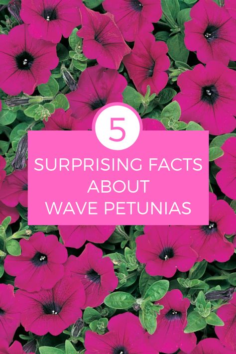 For all of our Wave Petunia fans, there may be a couple facts about us that you didn't know! What does a beer company have to do with our petunias? Have we always used pink pots? Impress your flower gardening friends with these fun facts! Wave Petunias Flower Bed, Wave Petunias Planter, Petunias In Pots, Petunia Planter, Pink Pots, Foxtail Fern, Wave Petunias, Petunia Plant, Japanese Beer