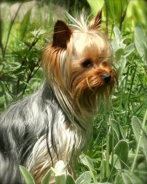 Love her silver hair Yorkshire Terrier Haircut, Puppy Obedience Training, Positive Dog Training, Yorkie Moms, Yorkie Lovers, Silky Terrier, Yorkshire Terriers, Yorkie Dogs, Best Dog Training