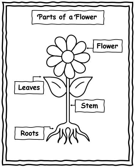 Plant Lifecycle Worksheets, Lifecycle Of A Flower, Part Of A Plant Preschool, Lifecycle Of A Plant Preschool, Parts Of A Flower Worksheet Preschool, Plants Worksheets For Preschool, Garden Worksheets Preschool, Parts Of A Flower Kindergarten, Flower Parts For Kids