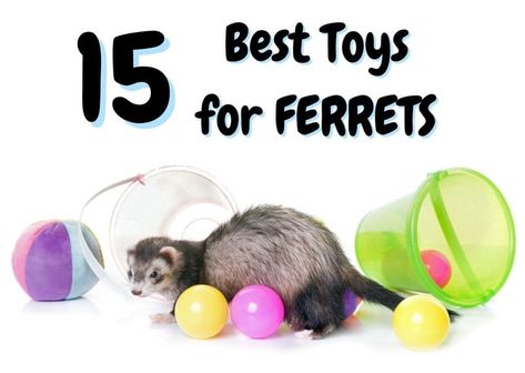 Ferret Toys Ideas, Diy Ferret Stuff, Ferret Enrichment, Ferret Playpen, Ferret Cage Ideas, Ferret Diy, Ferret Accessories, Ferret Toys, Ferrets Care