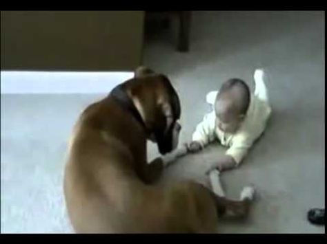 Boxer holds baby's hand affectionately Boxer And Baby, Boxer (dog), Crazy Dog Lady, Music Funny, Crawling Baby, Dog Lady, Kinds Of Dogs, The Boxer, Pet Photos