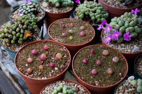 Conophytum Burgeri, Weird Plants, Succulent Plants, Succulents Garden, Planting Succulents, Stuff To Do, Garden Art, Succulent, Cactus