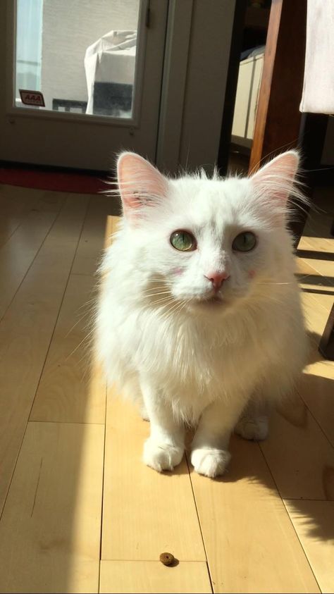 Pretty Cat With Green Eyes White Cat With Green Eyes, Cat With Green Eyes, Pretty Cat, Long Haired Cats, Ice King, Pretty Landscapes, White Kittens, Feline Animals, Pets Funny