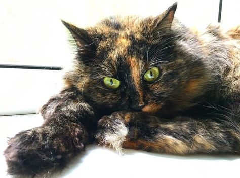 Grey Tortoiseshell Cat, Tortoiseshell Cat Names, Girl Cat Names, Cute Cat Names, Tortoiseshell Cat, Dream's Cat, Tortoise Shell Cat, Animal Projects, Calico Cat