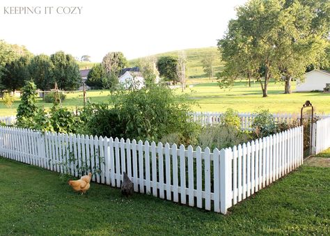 This Summer's Garden Fence Around Garden Bed, Picket Fence Around Garden, Garden White Picket Fence, Picket Fence For Garden, Picket Fence Chicken Run, Picket Garden Fence, Picket Fence Vegetable Garden, White Picket Fence Vegetable Garden, Fenced Off Garden Area