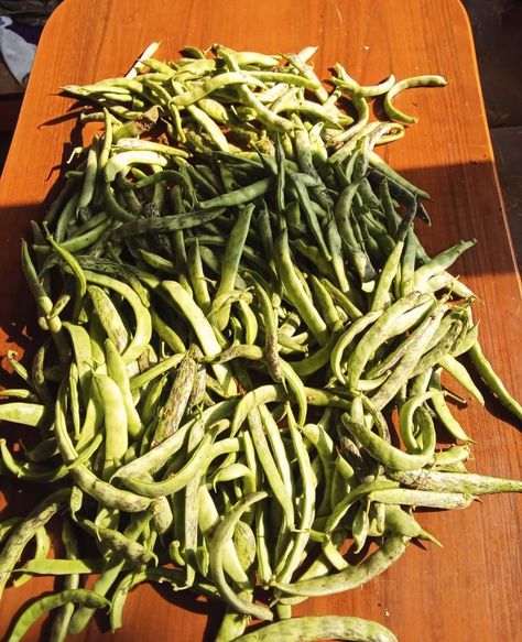 Today my neighbor from #Abovyan_Ararat have sent me this picture from her Garden to show me how green beans are ready. #beautiful #nature #god #value #life #pure #reelitfeelit❤️❤️ #beans #green #frash #planting #and #harvesting Nature God, Green Bin, Show Me, Green Beans, Planting, Beautiful Nature, Pure Products, Plants, Green