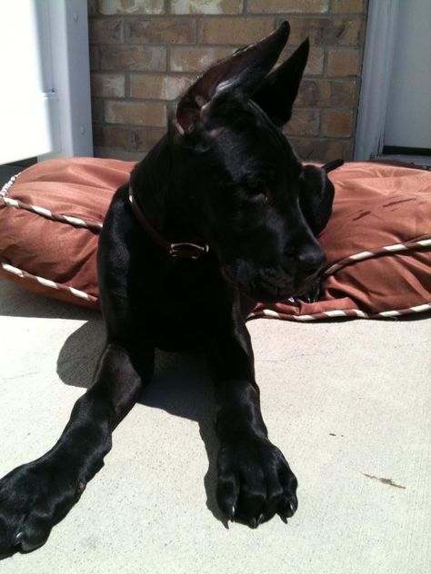 Great Dane Puppy! He was so tiny! Black Grate Dane, Doberman Great Dane Cross, Great Dane Dogs Black, Grate Dane Dogs, Great Dane Guard Dog, Great Dane Puppy Black, Black Great Dane Puppy, Great Dane Lab Mix, Black Great Dane