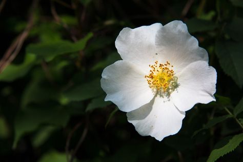 The white flowers of the Cherokee rose were said to represent the tears of the Cherokee people who were driven out of their homelands. Still a common sight in the South, Cherokee rose is an easy to grow plant. Click this article for more Cherokee rose info. Planting Rose Bushes, Local Flowers, Memory Garden, Drift Roses, Southern Usa, Cherokee Rose, State Flowers, Rose Gardening, Heritage Rose