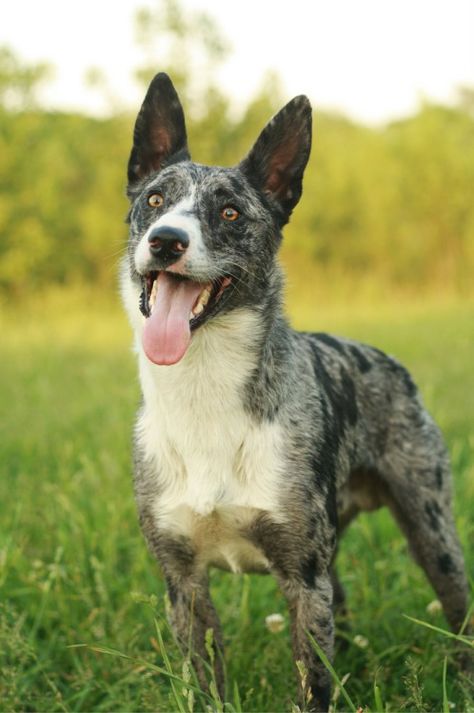 Australian Koolie, Australian Dog Breeds, Koolie Dog, Unique Dog Breeds, Rare Dog Breeds, Dog Breeds List, Australian Kelpie, Cattle Dogs, Hybrid Dogs