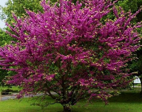 Judas Tree, Albizia Julibrissin, Landscaping Trees, Pretty Trees, Tree Nursery, Crape Myrtle, Ornamental Trees, French Garden, Natural Phenomena