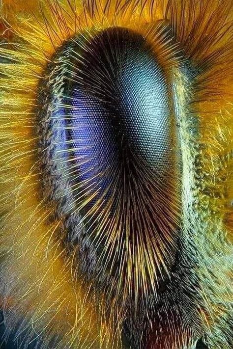 Honey Bees Keeping, Macro Fotografia, Insect Eyes, Macro Photography Insects, National Geographic Photography, Eye Close Up, Bees And Wasps, Bee Pollen, Bugs And Insects