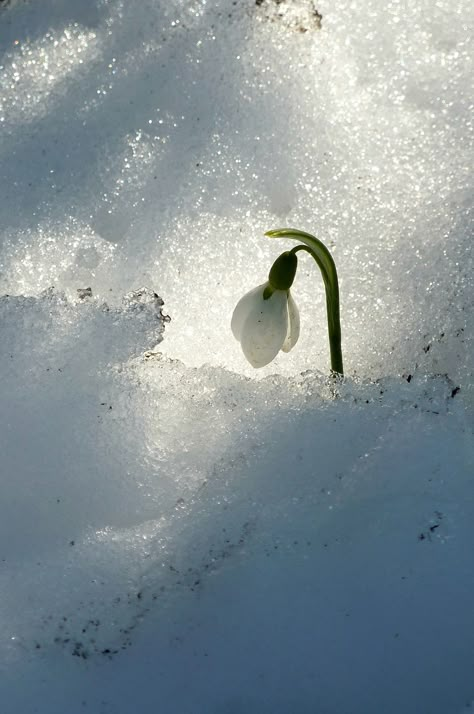 snowdrop in snow | wundoroo | Flickr Blood In Snow, August Painting, Flowers In Snow, Iced Flowers, Snow Plant, February Month, January Birth Flowers, Gifts For Boyfriend Parents, Shadow Plants