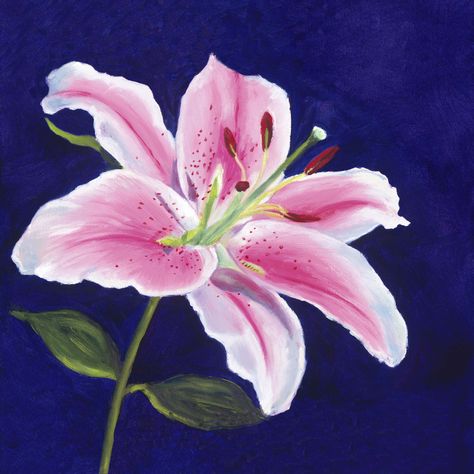 Lilies Drawing, Watercolor Tattoo Flower, Lilly Flower, Lily Painting, Stargazer Lily, Roses Drawing, Pastel Pencils, Painting Gallery, Flash Art