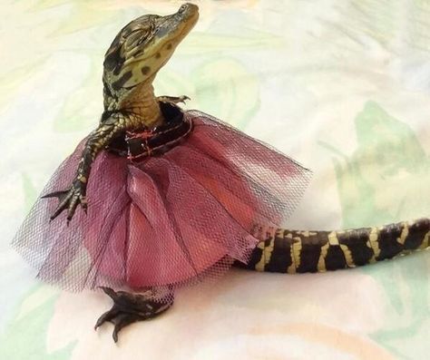 Princess Croco Baby Alligator, Cute Reptiles, Clean Memes, Silly Animals, Crocodiles, Reptiles And Amphibians, Reptiles, Alligator, Baby Animals