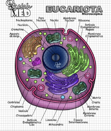 Paola Rios, Animal Cell Project, Cells Project, Medicine Notes, Study Biology, Medicine Studies, Medical Student Study, Animal Cell, Medicine Student