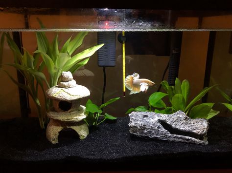 5.5 gallon tank- All live plants with two ghost shrimp in hiding. Perfect little ecosystem happening in there. Betta 5 Gallon Tank Ideas, 5 Gallon Fish Tank Ideas, 5 Gallon Betta Tank, 5 Gallon Fish Tank, 5 Gallon Tank, Fish Tank Ideas, Axolotl Tank, Fish Aesthetic, Ghost Shrimp