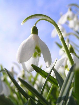 The Eternal Veracity of Hope | CCCooperAgency's Blog Snow Drops Flowers, January Flower, Snowdrop Flower, January Birth Flowers, Snow Drops, Watercolor Projects, Moon Garden, Language Of Flowers, White Gardens