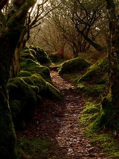 Enchanted Wood, Argyll, Scotland | Ro Ariass | Flickr Argyll Scotland, Enchanted Wood, Forest Path, Walk In The Woods, Alam Yang Indah, Magical Places, Pretty Places, In The Woods, 그림 그리기