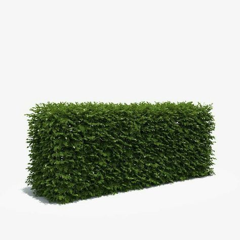 Grass Png Hd, Ficus Hedge, Fence Architecture, Shrub Garden, Grass Png, Png Hd Images, Garden Topiary, Box Hedging, Green Fence