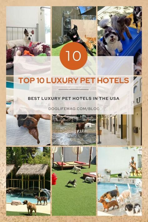 Top-10-Luxury-Pet-Hotels-Pin - doglifemag.com Dog Hotel Ideas Pet Resort, Luxury Dog Boarding, Dog Resort, Dog Friendly Vacation, Cat Hotel, Dog Hotel, Pet Resort, Pet Hotel, Dog Business