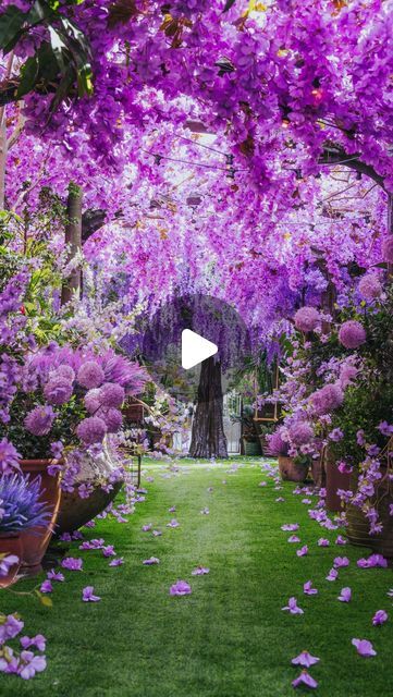 The Grounds on Instagram: "Lavender Lane has landed at The Grounds of Alexandria 🌺 

We are thrilled to reveal our latest installation, Lavender Lane, this year’s theme for our annual Secret Garden!

Whether you’re looking for a picturesque backdrop for your next photo, a peaceful retreat, or a new adventure, Lavender Lane is a unique experience for all. 

We can’t wait for you all to visit! Please dine in at either The Cafe or The Potting Shed to enter our laneway!

See you soon🥰

#sydney #grounds #florals 
#thegroundsofalexandria #groundsofalexandria #alexandria #aesthetic #sydneytodo
#sydney #thegrounds #flowers" Alexandria Aesthetic, Lavender Backdrop, Secret Garden Theme, The Grounds Of Alexandria, Dine In, The Cafe, Potting Shed, New Adventure, See You Soon