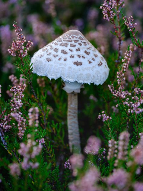 Mushroom Forest Photography, Mushroom In The Forest, Mushrooms In Nature, Mushrooms In Forest, Autumn Nature Photography, Teutoburg Forest, Parasol Mushroom, Mushroom Photography, Woodland Flowers