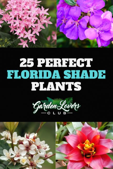 Florida Shade Plants, Florida Plants Landscaping, Florida Flowers, Florida Native Plants, Florida Landscaping, Beautiful Florida, Florida Plants, Florida Gardening, Plants Outdoor