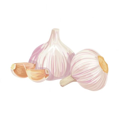 Premium Vector | Photo realistic garlic isolated on white background. vector illustration. Garlic Illustration, Garlic Art, Food Illustration, Illustration Inspiration, Food Illustrations, Vector Photo, Recipe Book, Design Illustration, Food Art