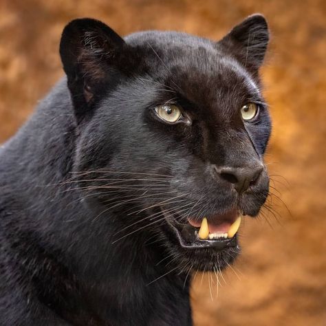 Ego States, Dangerous Cat, Black Panther Cat, Panther Pictures, Panther Cat, Animals Photos, Gorgeous Cats, Majestic Animals, Leopards