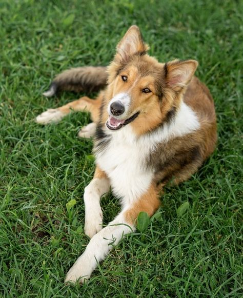 Collie Dog Aesthetic, Dog Playing With Toy, Collie Western Australia, Rough Collie Aesthetic, Welsh Sheepdog, Scotch Collie, Brown And White Border Collie, Rough Coated Collie, English Shepherd