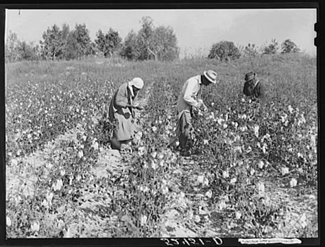 Clarksdale Mississippi, Cotton Picker, Jackson State University, Mississippi Delta, Jackson State, Cotton Fields, Historical Moments, Civil Rights Movement, Mississippi River