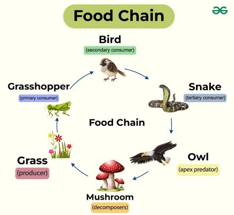 Diagram of Food Chain - GeeksforGeeks Food Chain Drawing, Food Chain Diagram, Theory Of Computation, Transfer Of Energy, What Is Software, Model Interview, Software Development Life Cycle, While Loop, Easy Doodles