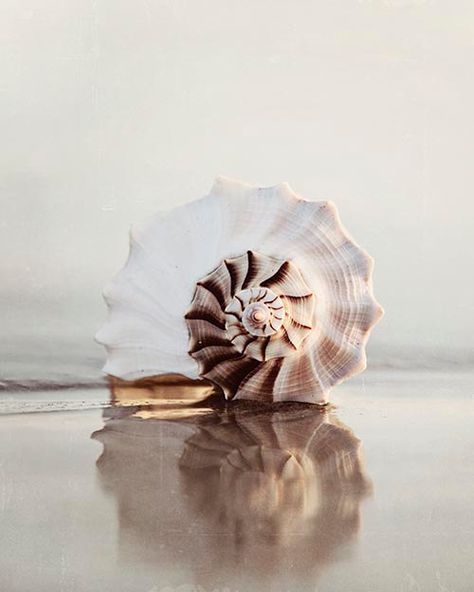 Vertical Seashell Photograph, Beach Photography Decor, Sea Shell Print, Reflection, Sand, Coastal Home Decor, "Reflecting... Mood Photos, Seashells Photography, Beachy Art, Shell Print, Object Photography, Sea Photography, Coastal Home Decor, Photography Decor, Water Ripples