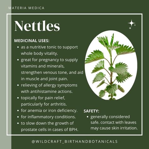 Nettle Tea Benefits Hair, Herbology Recipes, Herb Knowledge, Nettle Tea Benefits, Nettle Benefits, Apothecary Garden, Traditional Chinese Medicine Acupuncture, Apothecary Shoppe, Nettle Soup