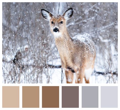 Winter Deer Color Palette Fur Color Palette, Fawn Color Palette, Animal Color Palette, Camo Color Palette, Deer Moodboard, Deer Color Palette, Winter Deer Aesthetic, Winter Deer Painting, Deer In Snow Aesthetic